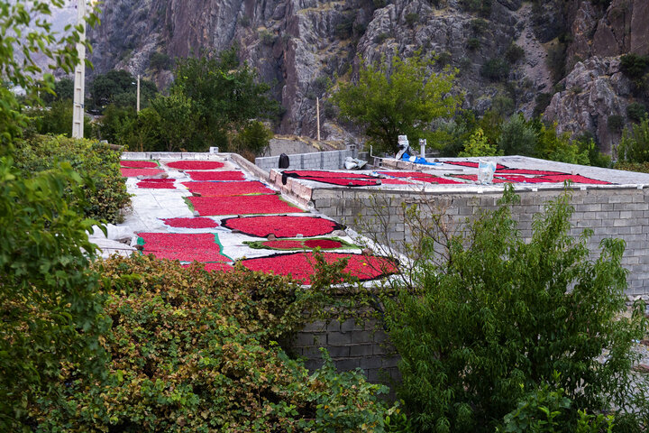 چیدین انار گردشگری در باغستان مشایخ چهارمحال و بختیاری