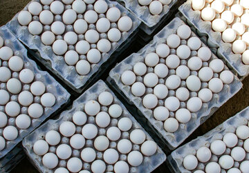 صادرات تخم‌مرغ  از استان مرکزی ۱۰۰ درصد افزایش یافت