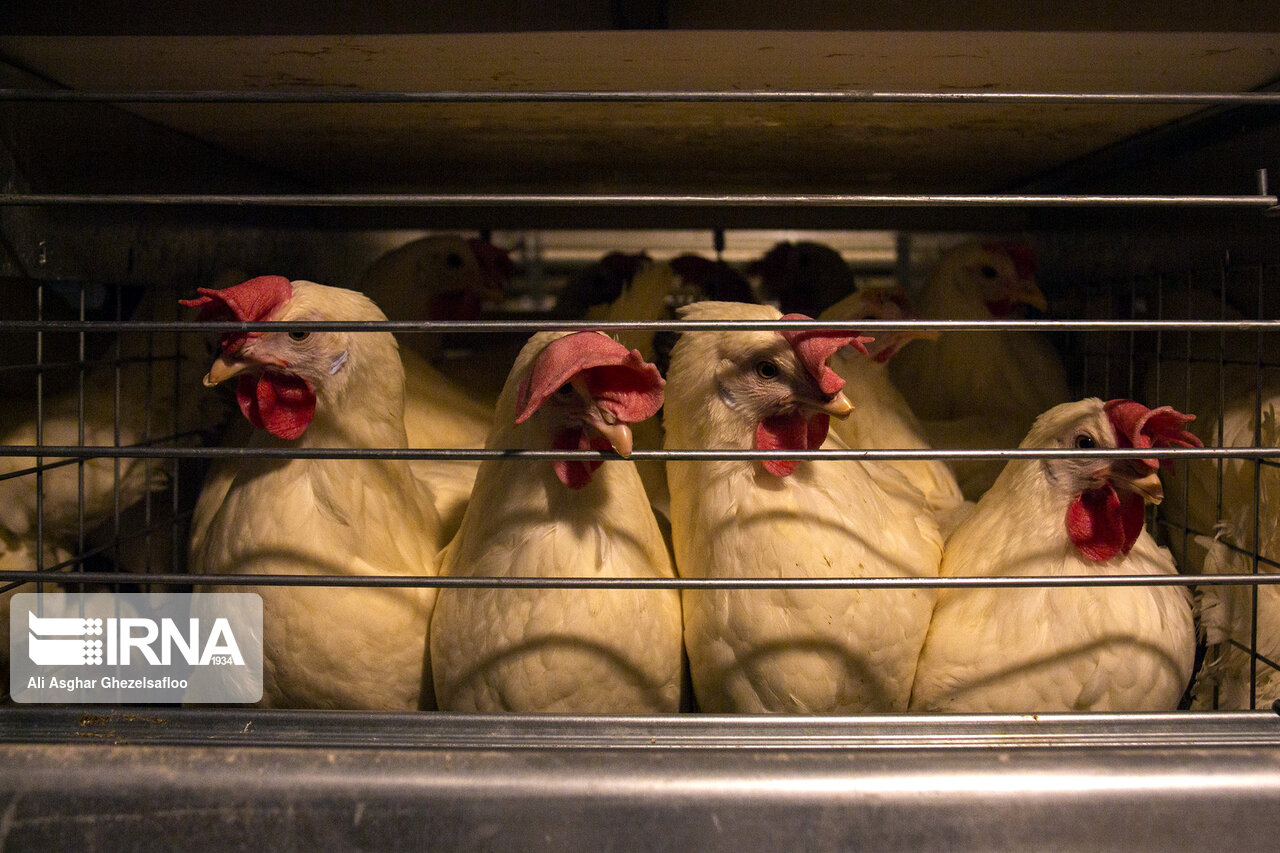 ۲۵۰ واحد مرغداری در خوزستان غیرفعالاند ۲۵۰ واحد مرغداری در خوزستان غیرفعالاند
