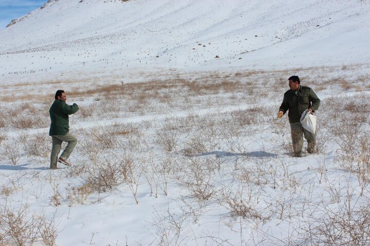 علوفهدهی به حیوانات در سرما 2 علوفهدهی به حیوانات در سرما/به کارتهای اعلامشده برای تغذیه حیاتوحش اعتماد نکنید