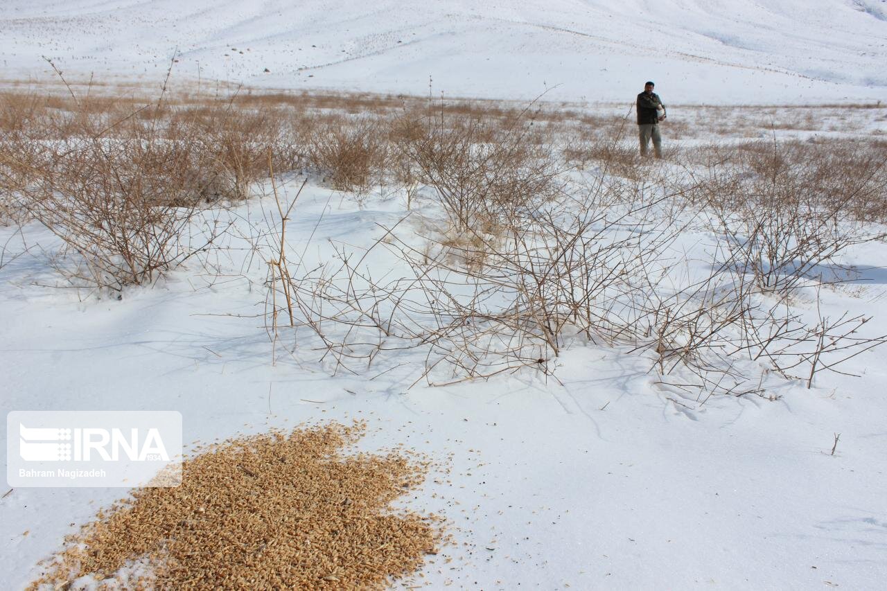 رضایت اولیای دم در پرونده محیط‌بان مازندرانی