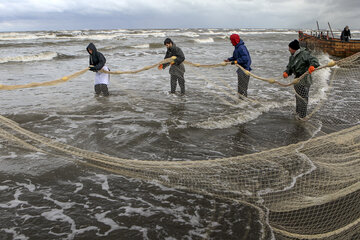 صید ۲۸۶۵ تن ماهیان استخوانی از دریای خزر/ پیش‌بینی افزایش صید در ۳۰ روز آینده