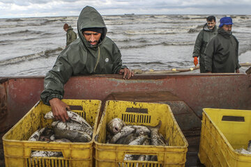 افزایش ۷۳ درصدی حجم صید ماهیان استخوانی/ رهاسازی ۳۰۰ میلیون قطعه بچه ماهی در دریا
