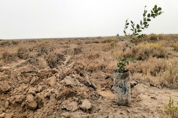 ۶۷۰ هکتار زمین در آذربایجان‌غربی تا فروردین آینده نهال‌کاری می‌شود