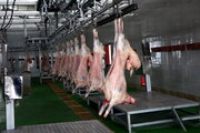 کاهش قیمت گوشت گوسفندی/ عرضه گسترده گوشت در بازار