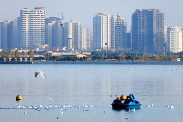 پرندگان مهاجر دریاچه چیتگر