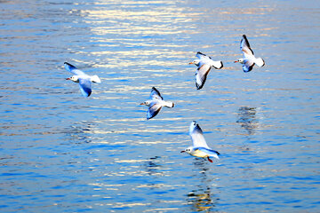 پرندگان مهاجر دریاچه چیتگر