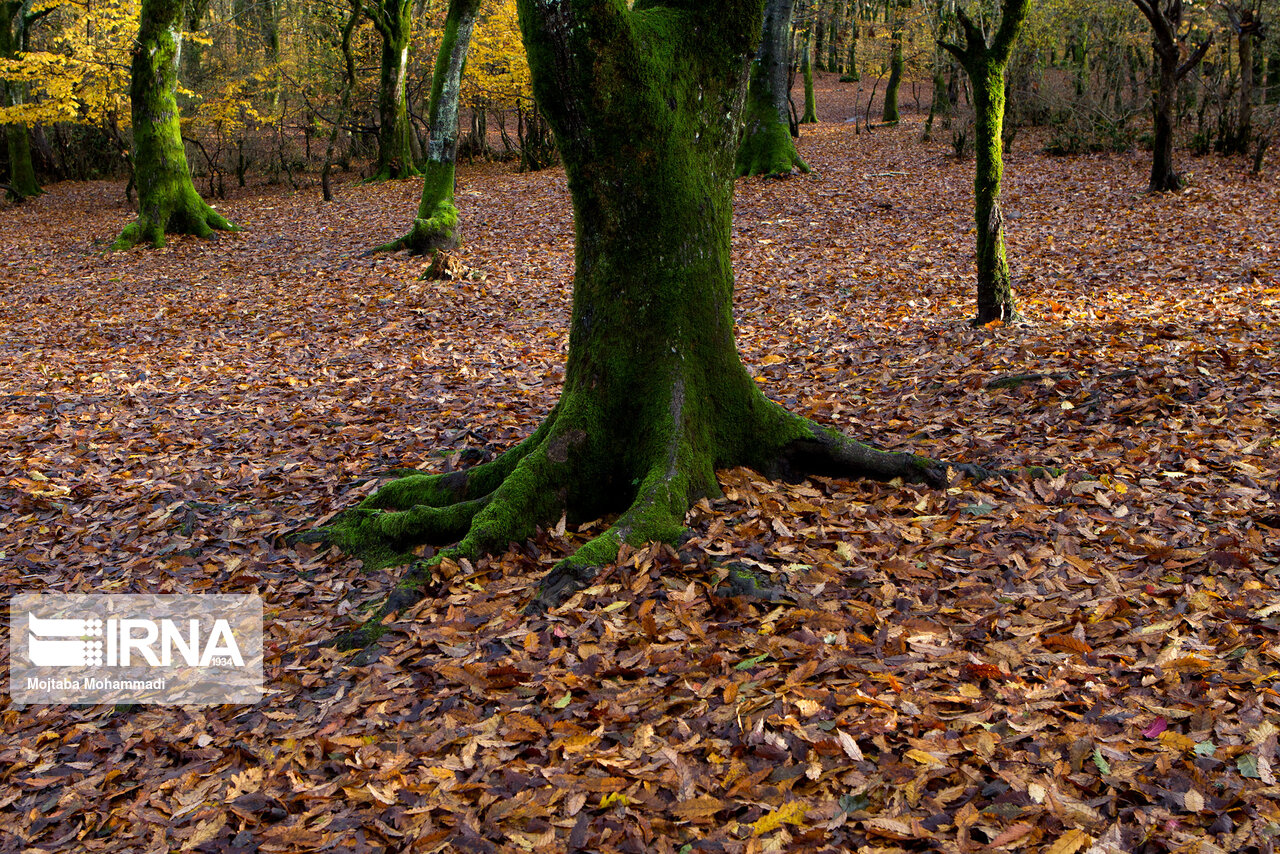 طرح تنفس جنگل، مانعی برای قطع درختان چند هزار ساله کشور
