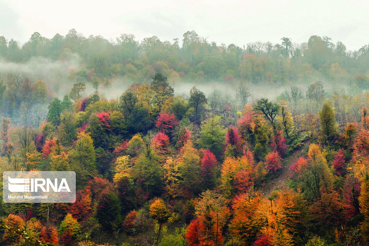 تفاهمنامه همکاری برای اطفای حریق در عرصههای جنگلی امضا شد تفاهمنامه همکاری برای اطفای حریق در عرصههای جنگلی امضا شد