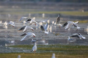 Aves migratorias en Isfahán