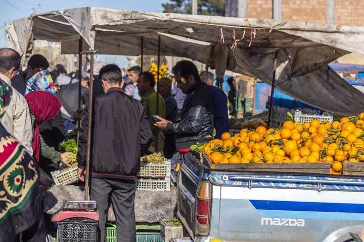 قیمت پایین و نبود جاذبه برای صادرات؛ معضل تولید مرکبات‌ در گلستان