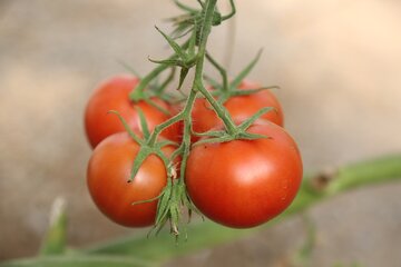 تضمین سود کشاورزان با سهمیه‌بندی کشت گوجه‌فرنگی