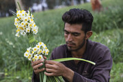 حدود یکهزارو ۷۰۰ شغل جدید امسال در بخش کشاورزی مازندران ایجاد شد