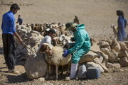 ۲۵۸ هزار و ۳۱۱ راس دام در فراهان علیه بیماری‌های مختلف ایمن سازی شدند