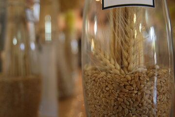 پیش‌بینی تولید ۲۰ درصدی بذر هیبرید در سه سال آینده