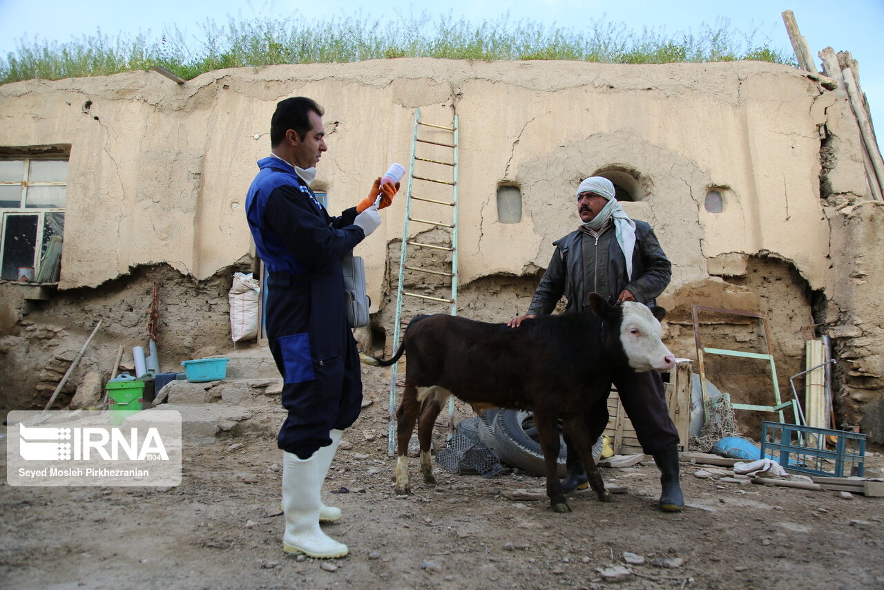 مایه‌کوبی ۲۱۸ هزار راس دام در مهاباد علیه تب‌برفکی 