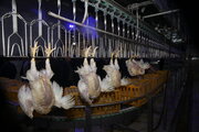 ذخیره‌سازی روزانه بیش از ۲۰ تن مرغ در خراسان شمالی