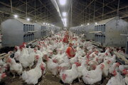 تورم ۳۹.۸ درصدی تولید مرغ در تابستان ۹۹