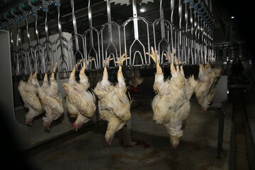 تولید گوشت مرغ در خراسان شمالی ۲۱ درصد افزایش یافت