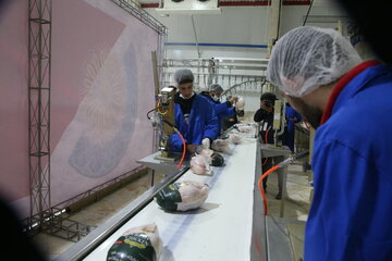 قیمت گوشت مرغ گرم در هرمزگان کاهش یافت