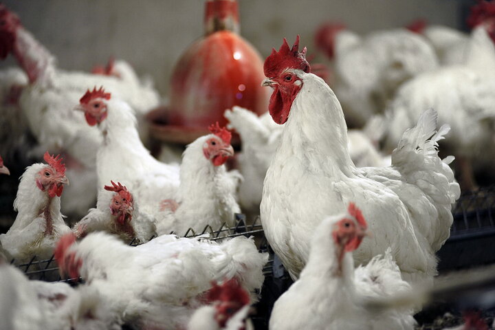 تقویت لاین مرغ آرین منجر به افزایش ضریب امنیت غذایی کشور شد