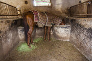  پرورش دهندگان اسب در یزد مراقب بیماری مشمشه باشند