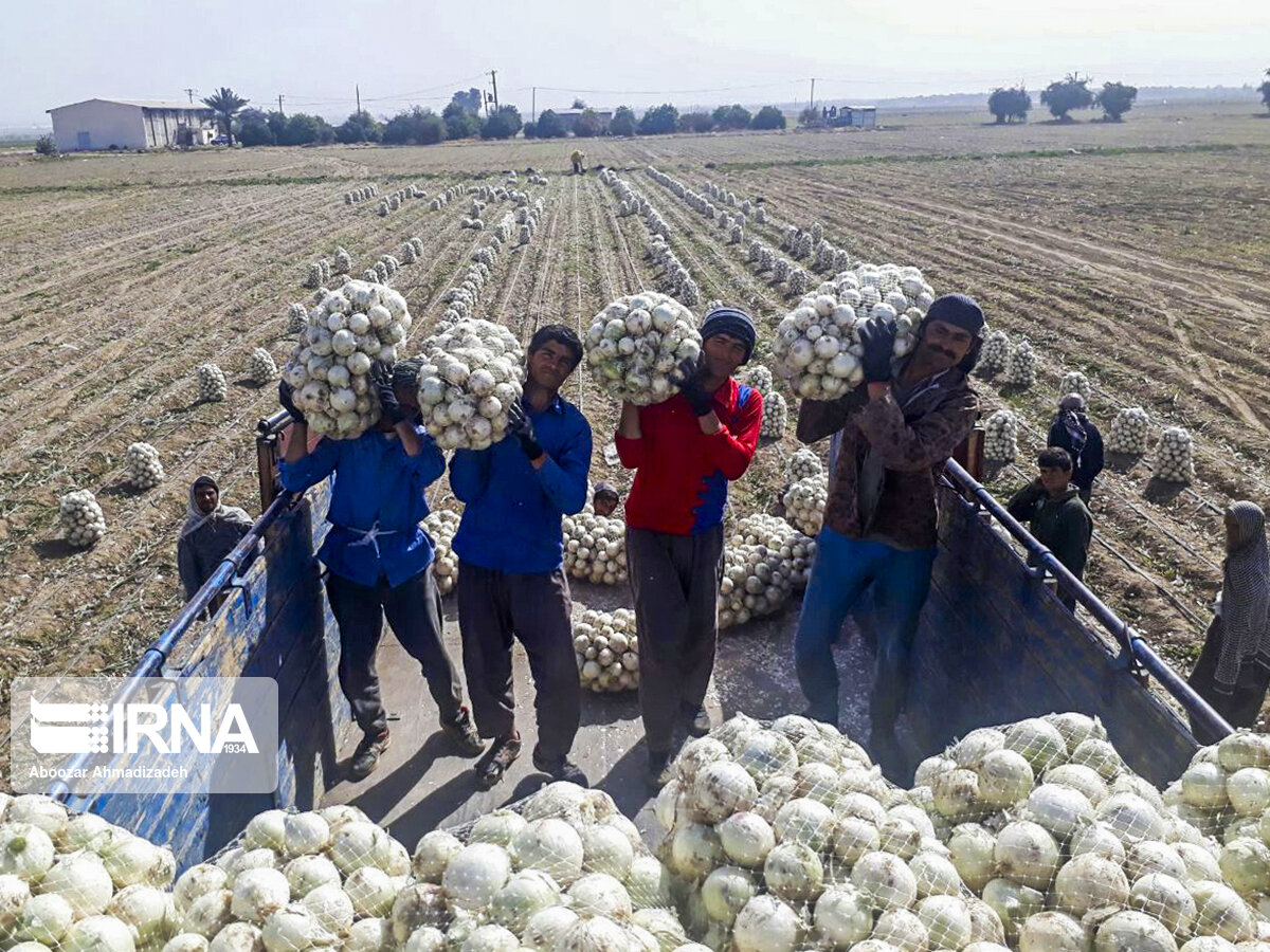 20 اتحادیه تعاون روستایی برای خرید پیاز وارد جنوب کرمان شدند