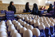 قیمت هر شانه تخم‌مرغ بالاتر از ۸۰ هزار تومان، گران‌فروشی است