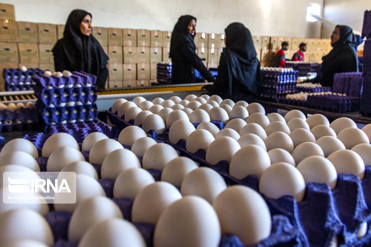 صادرات ۶۰ هزار تن تخم مرغ در سال جاری/ تولید بیش از نیاز کشور است