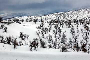 طبیعت برفی بانه