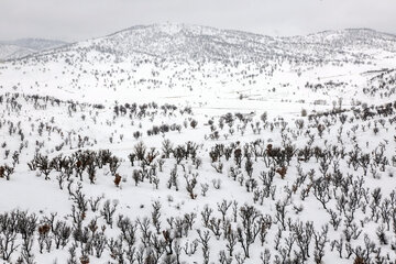 طبیعت برفی بانه