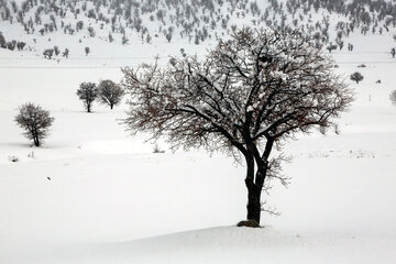 طبیعت برفی بانه