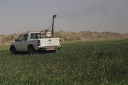 مبارزه با ملخ صحرایی در ۶ هزار هکتار از زمین‌های جنوب کرمان انجام شد