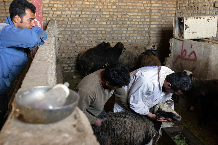 نگرانی عشایر خراسان شمالی از توقف خرید تضمینی دام زنده