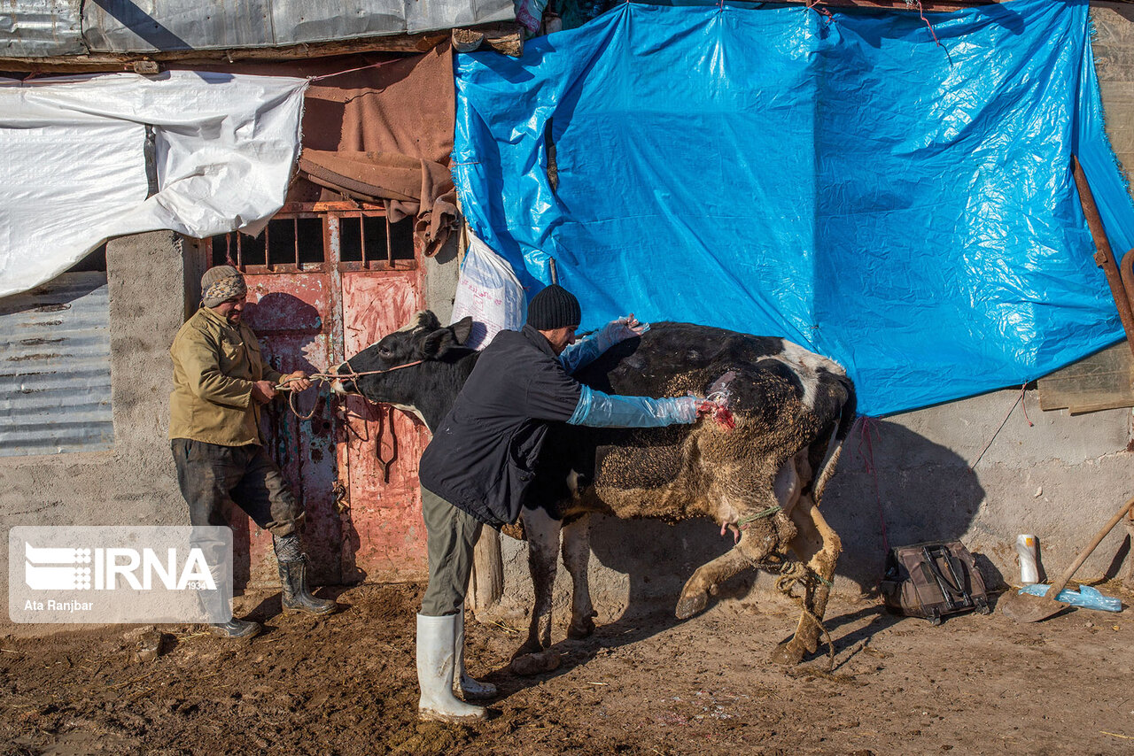 مایه کوبی دامهای سنگین گنبدکاووس علیه بیماری آبله گاوی آغاز شد مایه کوبی دامهای سنگین گنبدکاووس علیه بیماری آبله گاوی آغاز شد