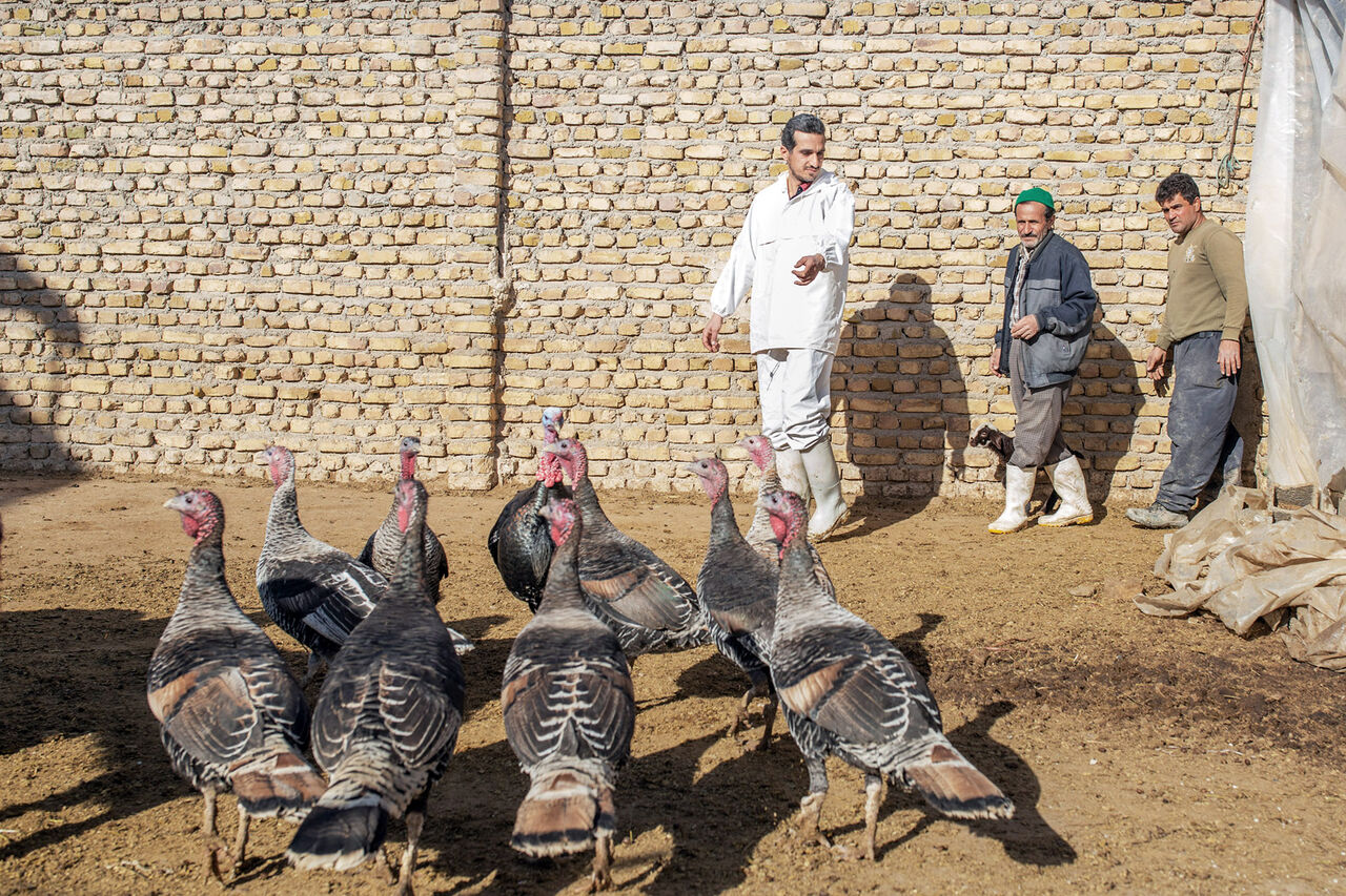 مجوز صادرات ۵۰ هزار تن خوراک دام و طیور

