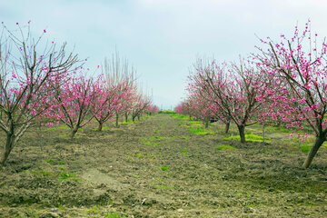 مزارع گرگان در آستانه بهار