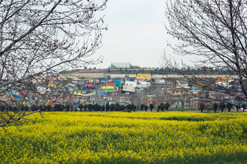 مزارع گرگان در آستانه بهار