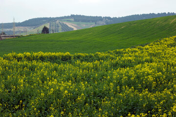 مزارع گرگان در آستانه بهار