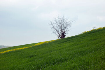 مزارع گرگان در آستانه بهار