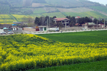 مزارع گرگان در آستانه بهار