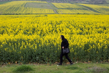 مزارع گرگان در آستانه بهار