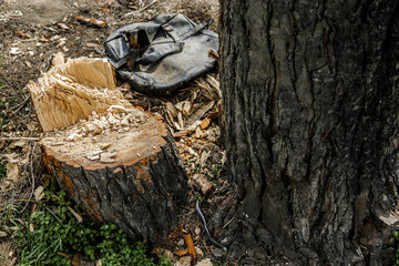 جزئیات تازه از قطع درختان فتاتو شهرستان خمام