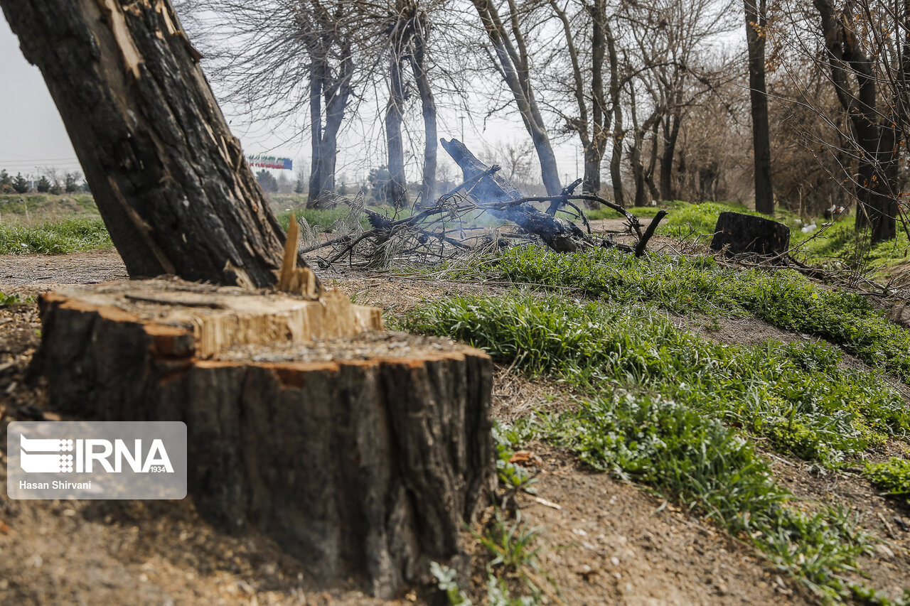 عاملان قطع ۲۰ اصله درخت در بهشهر دستگیر و روانه زندان شدند