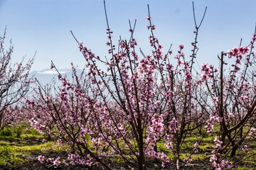 درختان میوه در خراسان شمالی شکوفه دادند