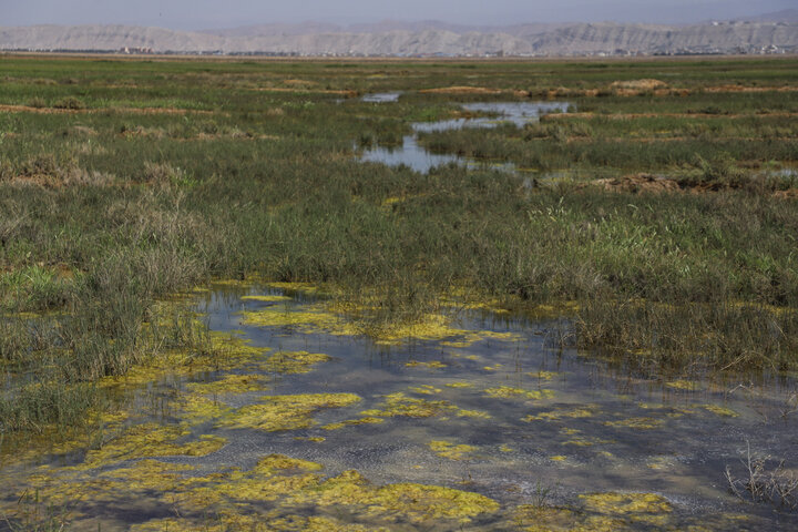 مدیرمحیط زیست آب منطقهای یزد: دفع فاضلاب کشتارگاه میبد غیربهداشتی است - ایرنا