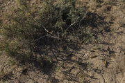 ۲۵ کانون ملخ صحرایی در خراسان جنوبی شناسایی شد