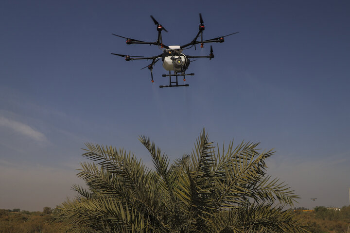 ضرورت آمادهباش برای مقابله با هجوم احتمالی ملخ صحرایی