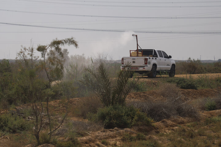 ضرورت آمادهباش برای مقابله با هجوم احتمالی ملخ صحرایی