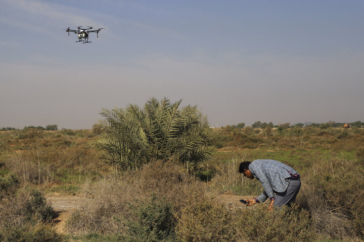 ضرورت آمادهباش برای مقابله با هجوم احتمالی ملخ صحرایی